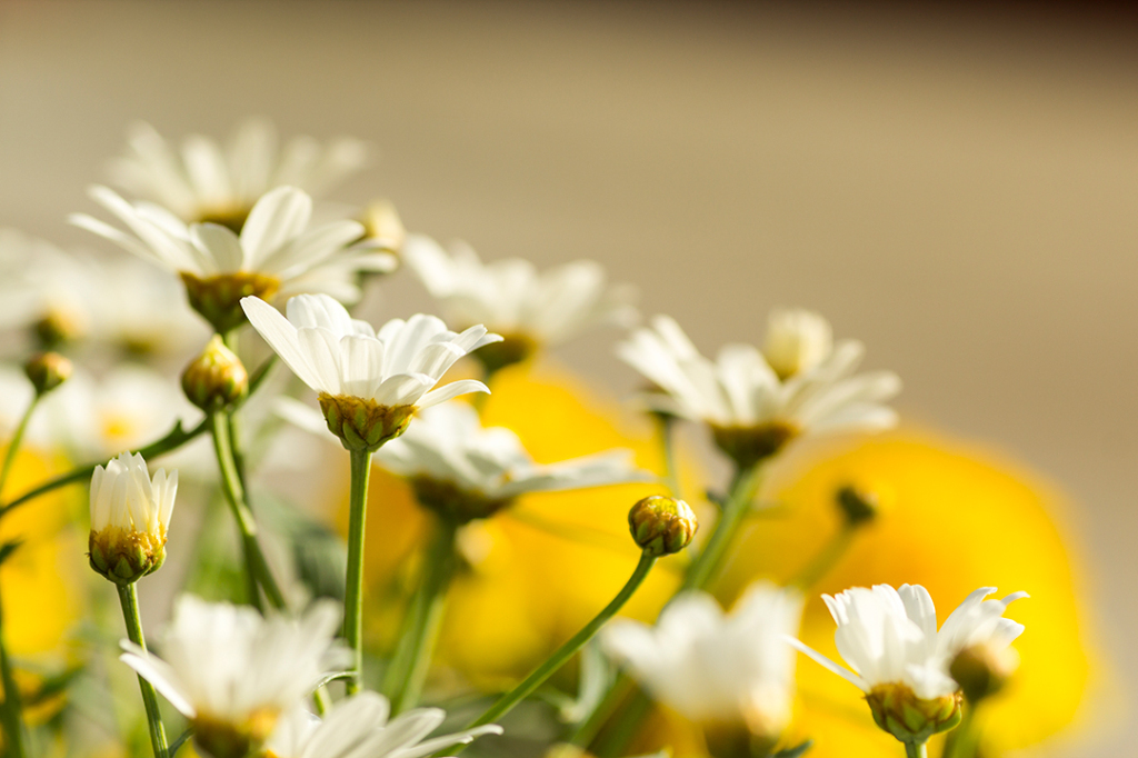 Aspirus bemanning ab - flowers